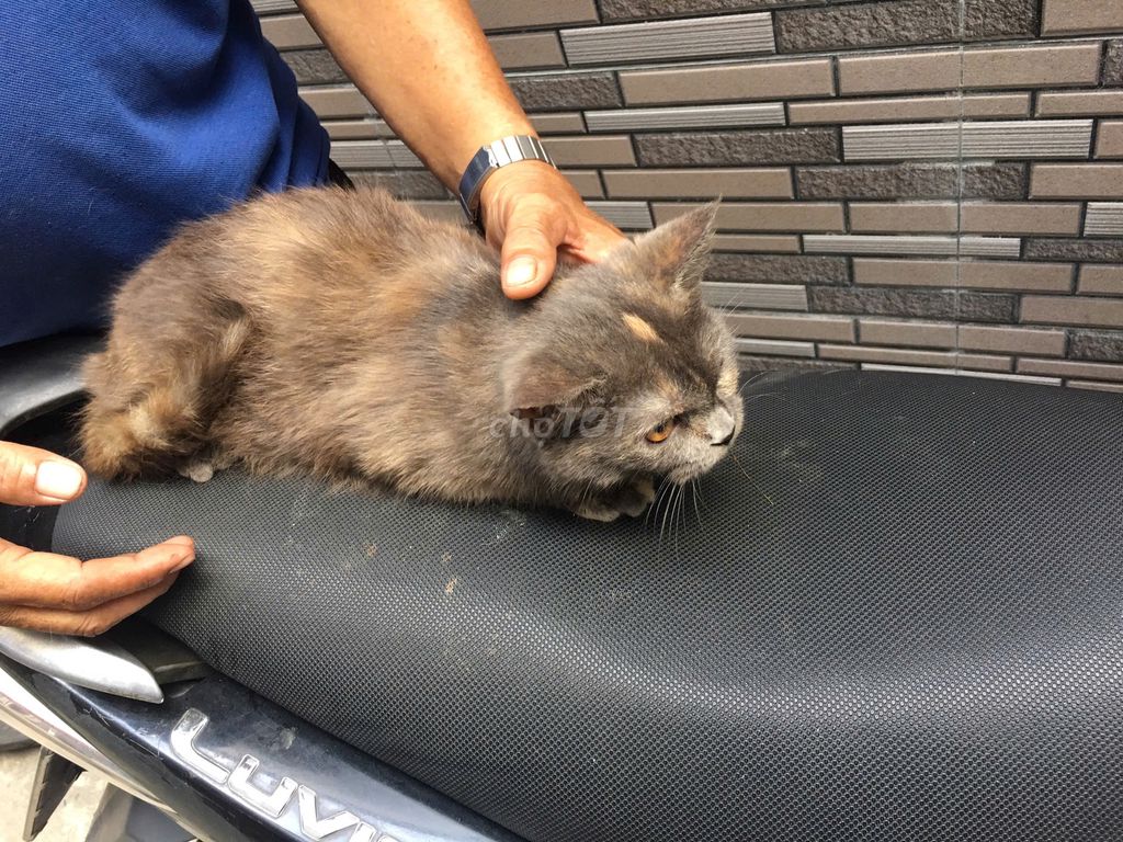 Mèo Anh Lông Ngắn Lai. Mua bán Mèo tại Quận Bình Thạnh Tp Hồ Chí Minh được đăng bởi Nguyễn Thị Mỹ Hiền hình 1