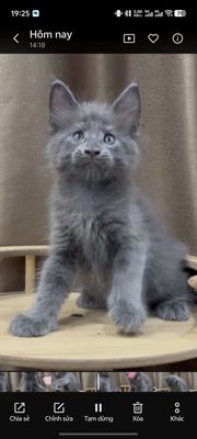Mèo Maine Coon thuần chủng