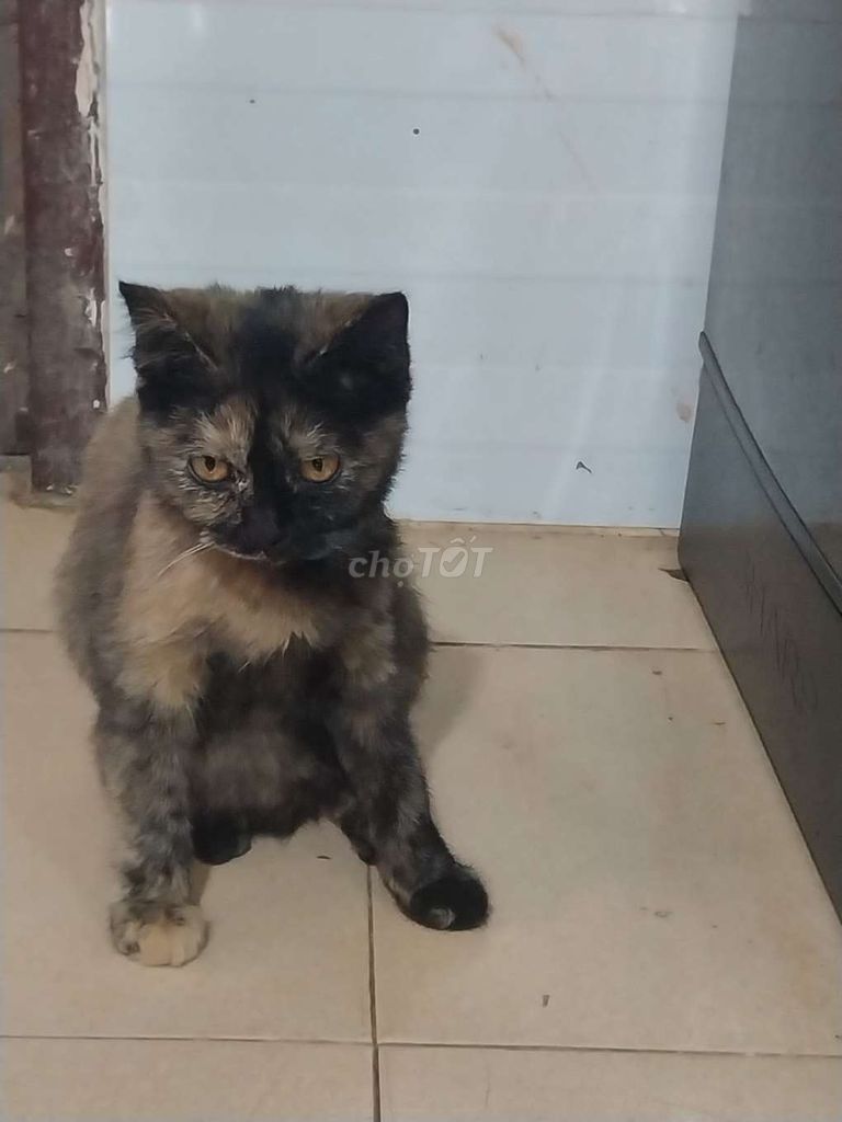 Mèo Anh cái 6 tháng. Mua bán Mèo tại Huyện Krông Bông Đắk Lắk được đăng bởi PHƯƠNG ANH hình 1
