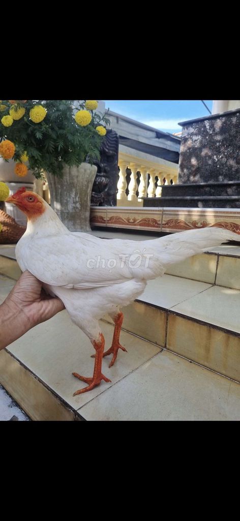 mái Thái Mỹ bướm 2k5 chân vàng thao. Mua bán Gà tại Thành phố Tân An Long An được đăng bởi Nguyễn Khánh  hình 1