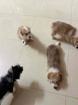 Em cần thanh lí gấp mấy bé á. Mua bán Chó tại Thành phố Vũng Tàu Bà Rịa - Vũng Tàu được đăng bởi kim ngân