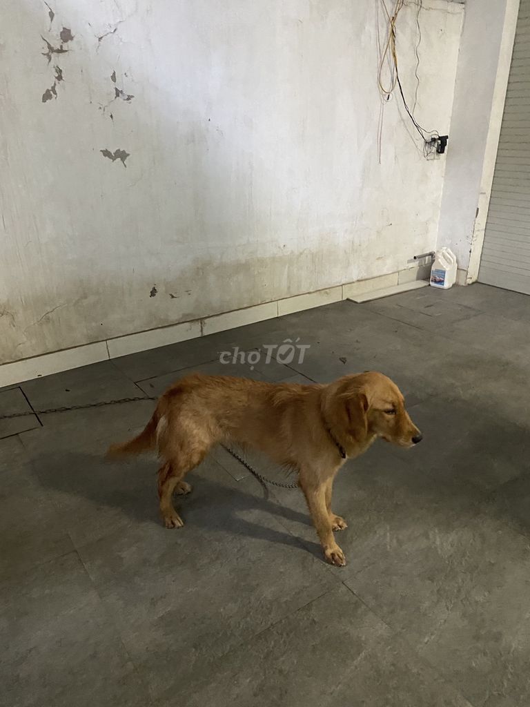 Chó Golden màu vàng dưới 1 tuổi. Mua bán Chó tại Thành phố Vinh Nghệ An được đăng bởi Chu Hằng hình 1