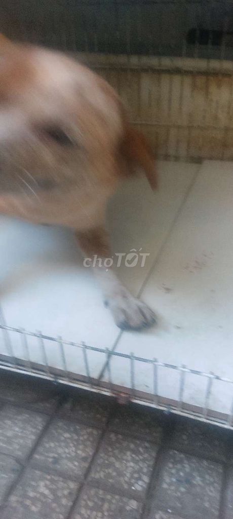 Chó Nhật 1 năm tuổi. Mua bán Chó tại Thành phố Thuận An Bình Dương được đăng bởi Tuấn hình 1