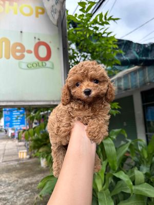 Chó Poodle Nâu đỏ Đực Cái Tiêm 1 mũi Vaccin