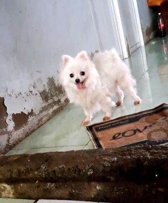 Phốc sóc cái trưởng thành. Mua bán Chó tại Thành phố Cà Mau Cà Mau được đăng bởi Nguyễn