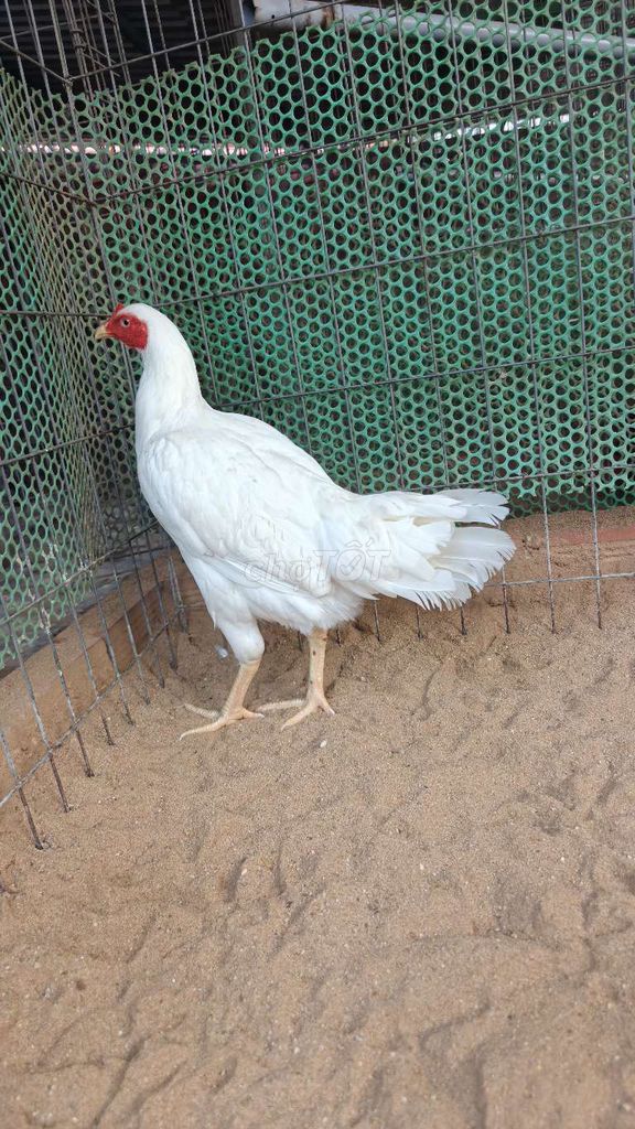 Gà mái nòi 1k8 Tơ zin. Mua bán Gà tại Huyện Hóc Môn Tp Hồ Chí Minh được đăng bởi Trần Hạo Nam hình 1