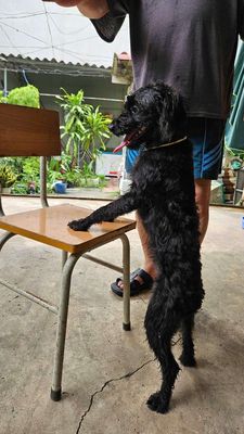 Bán chó Poodle lai phốc. Mua bán Chó tại Huyện Sóc Sơn Hà Nội được đăng bởi QuangVinh Dang
