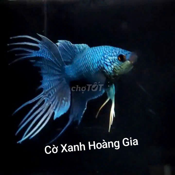 Cá cờ Việt Nam Xanh. Mua bán Thú cưng khác tại Quận Long Biên Hà Nội được đăng bởi KIMSABANK hình 1