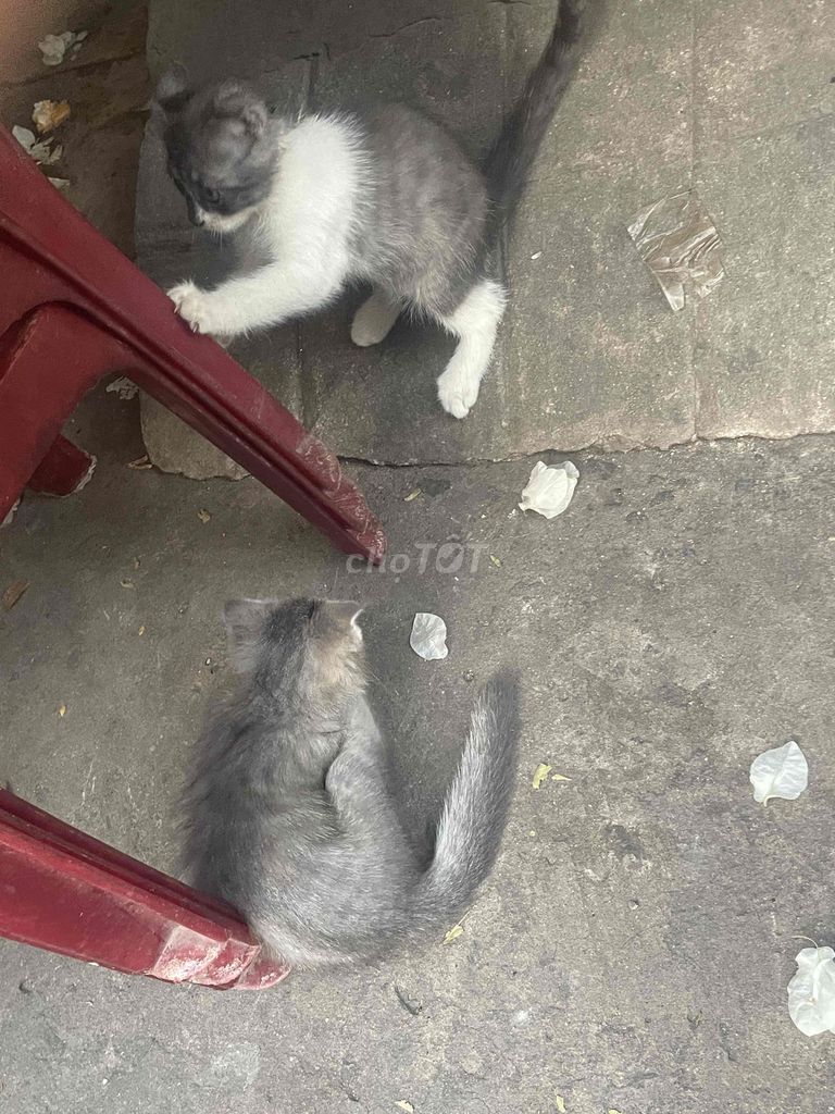 mèo nhà nuôi do bận việc ko chăm sóc dc nên bán bo. Mua bán Mèo tại Quận 11 Tp Hồ Chí Minh được đăng bởi Hùng hình 1