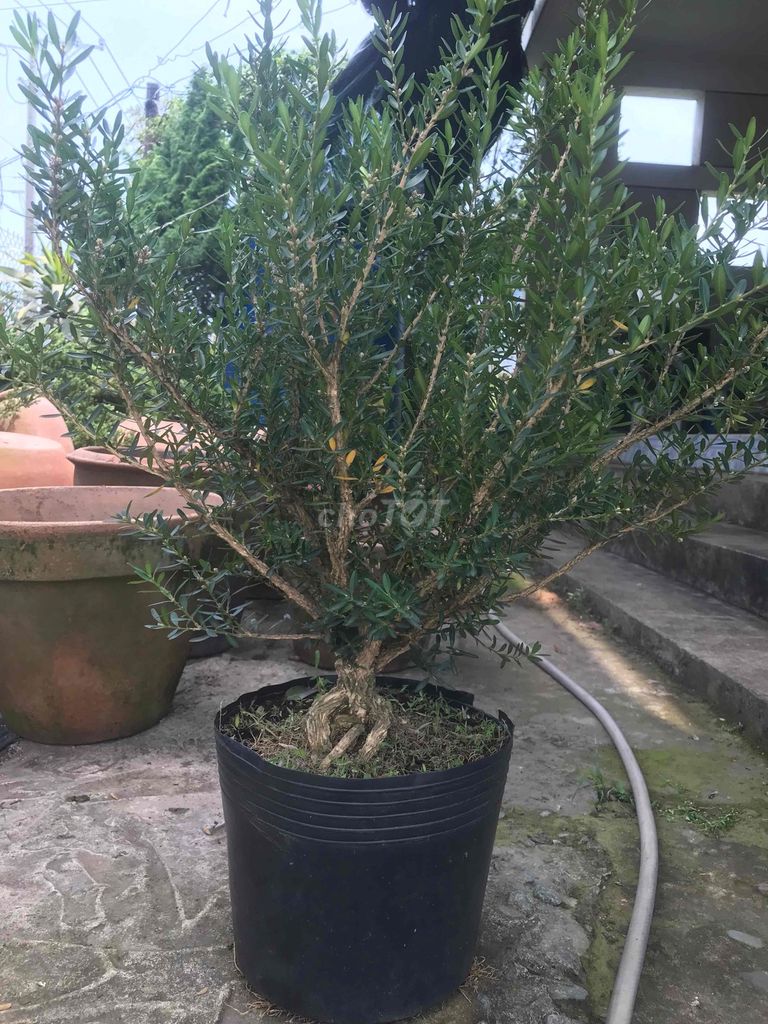 Cây Hoàng dương thân gỗ 50-55cm. Mua bán Cây cảnh, đồ trang trí tại Huyện Chợ Lách Bến Tre được đăng bởi Loan Phạm hình 1