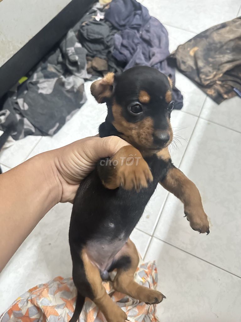 Chó Lạp xưởng lai Poodle. Mua bán Chó tại Quận Tân Bình Tp Hồ Chí Minh được đăng bởi Trần Tuấn Khang hình 1