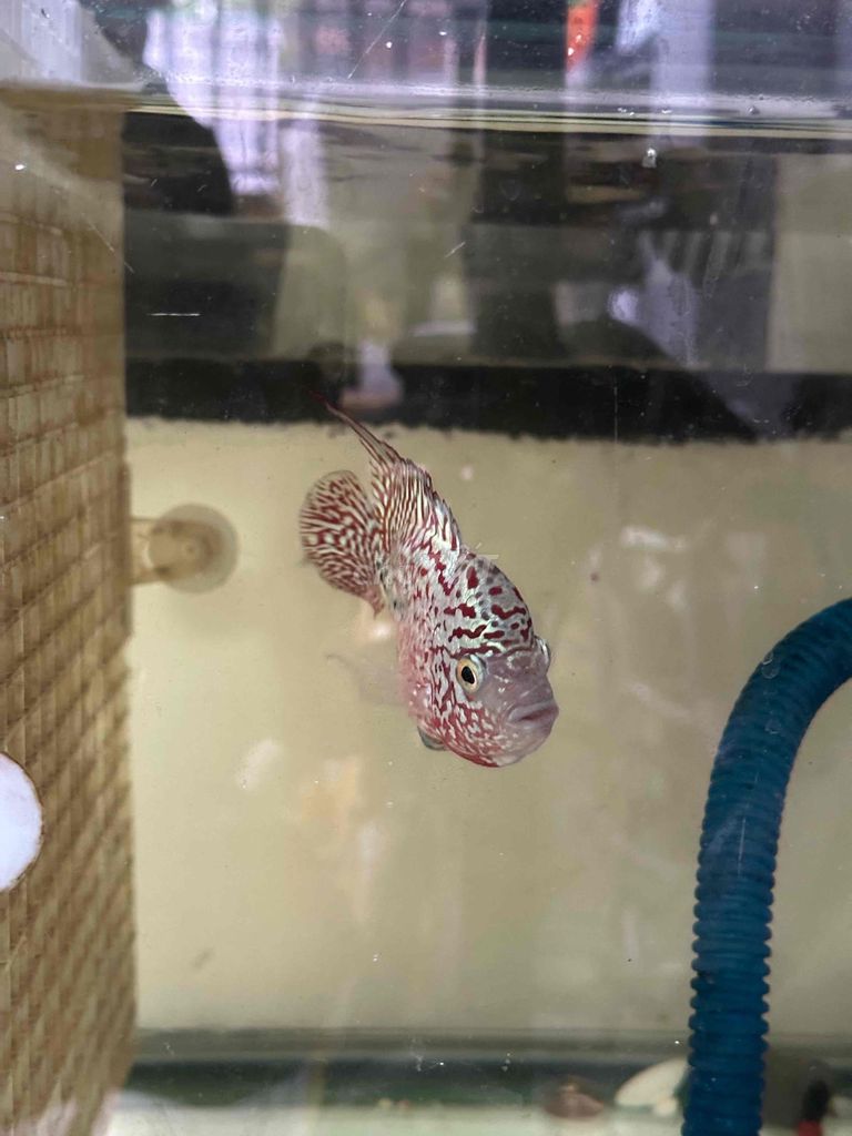 Cá cảnh Kamfa F2 Đỏ 2 ngón. Mua bán Thú cưng khác tại Quận Ngũ Hành Sơn Đà Nẵng được đăng bởi Mr. Hoàng hình 1