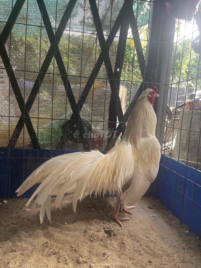 Gà Trắng Đực 1.8kg. Mua bán Gà tại Quận 12 Tp Hồ Chí Minh được đăng bởi Trí Huỳnh hình 1
