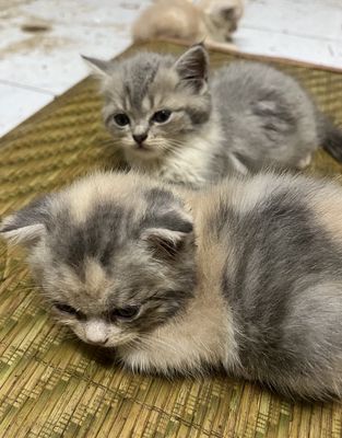 Gả 2 bé vì khong có thời gian chăm các bé. Mua bán Mèo tại Quận Liên Chiểu Đà Nẵng được đăng bởi Nđ Sinh