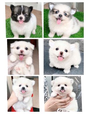 Chó phốc sóc f mini 2 tháng tuổi