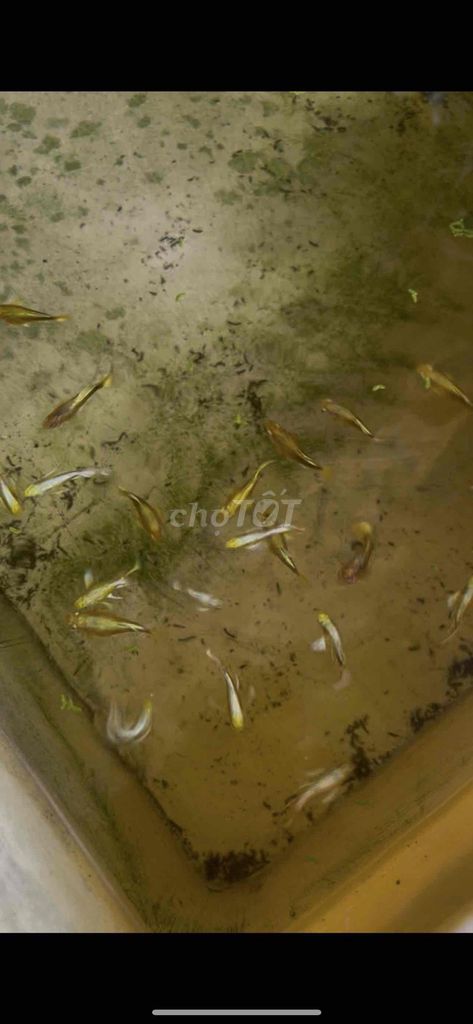 full gold short thuỷ sinh. Mua bán Thú cưng khác tại Thành phố Cao Lãnh Đồng Tháp được đăng bởi Tấn Đạt hình 1