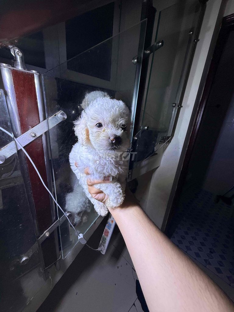 bán chó poodle cả cha , mẹ và conduc giúp từ thiện