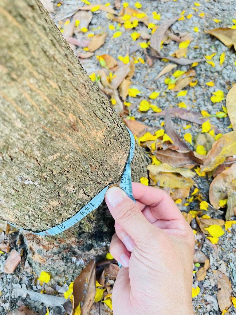 Mai vàng vòng thân 50cm, cao 4m tán rộng 4m. Mua bán Cây cảnh, đồ trang trí tại Huyện Vĩnh Thuận Kiên Giang được đăng bởi Hvt hình 1