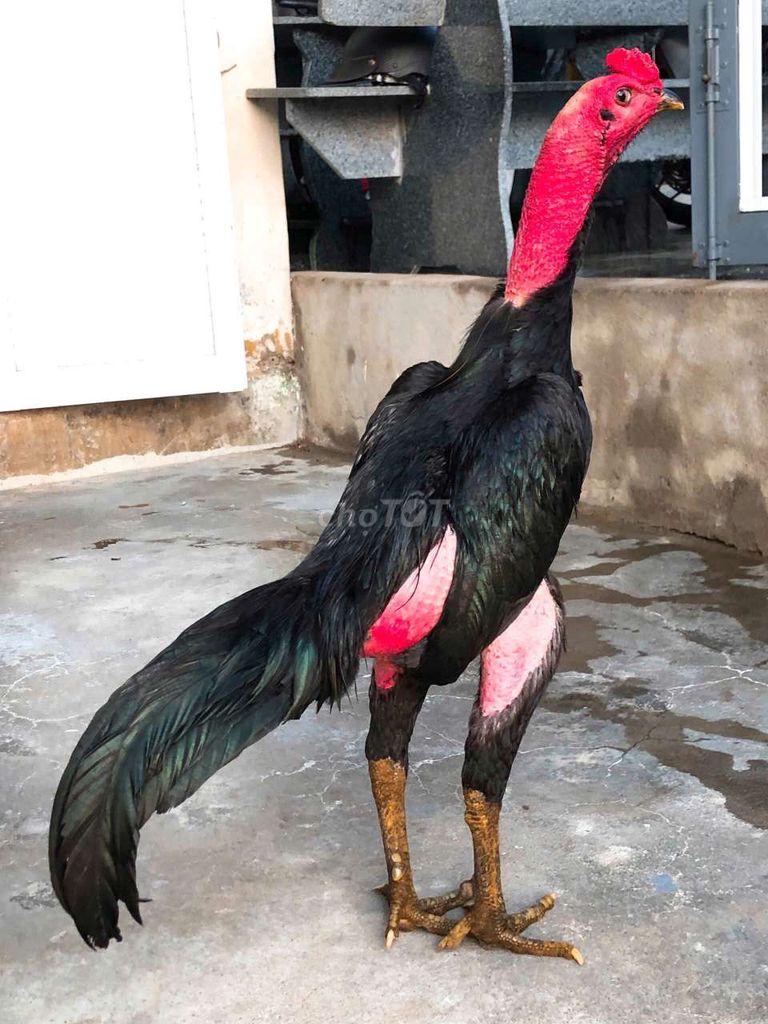 Gà chọi Đen Đỏ Đực. Mua bán Gà tại Thị xã Sông Cầu Phú Yên được đăng bởi Gà Kết hình 1