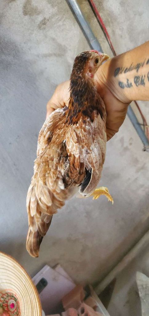 Gà mái nâu trắng 5 tháng tuổi làm cảnh. Mua bán Gà tại Huyện Tân Hiệp Kiên Giang được đăng bởi Ha DANG hình 1