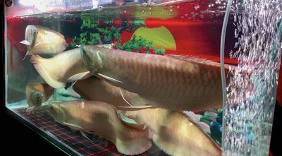 Tly bày ngân size khủng lồ 7 bé bay hoặc GL Huyết. Mua bán Thú cưng khác tại Quận Bình Tân Tp Hồ Chí Minh được đăng bởi Mê cá