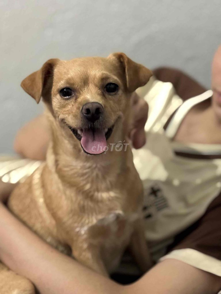 Chó Chihuahua lai Nhật 1.5 năm. Mua bán Chó tại Thành phố Biên Hòa Đồng Nai được đăng bởi Thái công hình 1