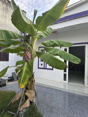 Nhà vườn nghĩ dưỡng