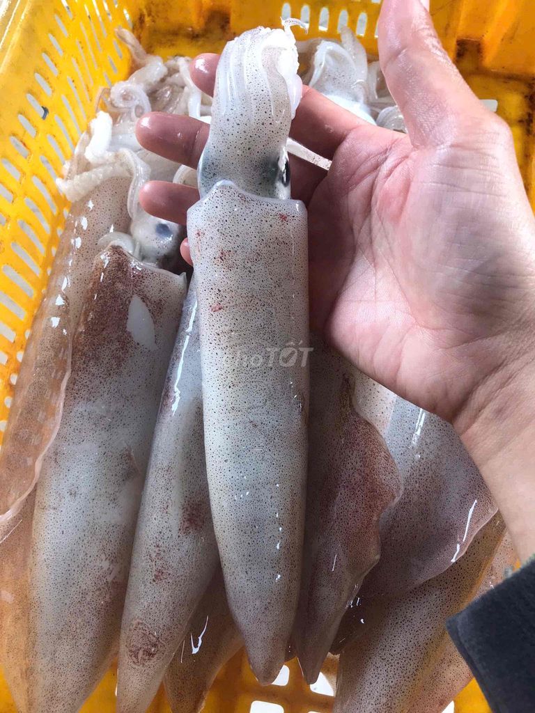 MỰC ỐNG TƯƠI TẠI GHE - BIỂN QUÃNG NGÃI - LÝ SƠN