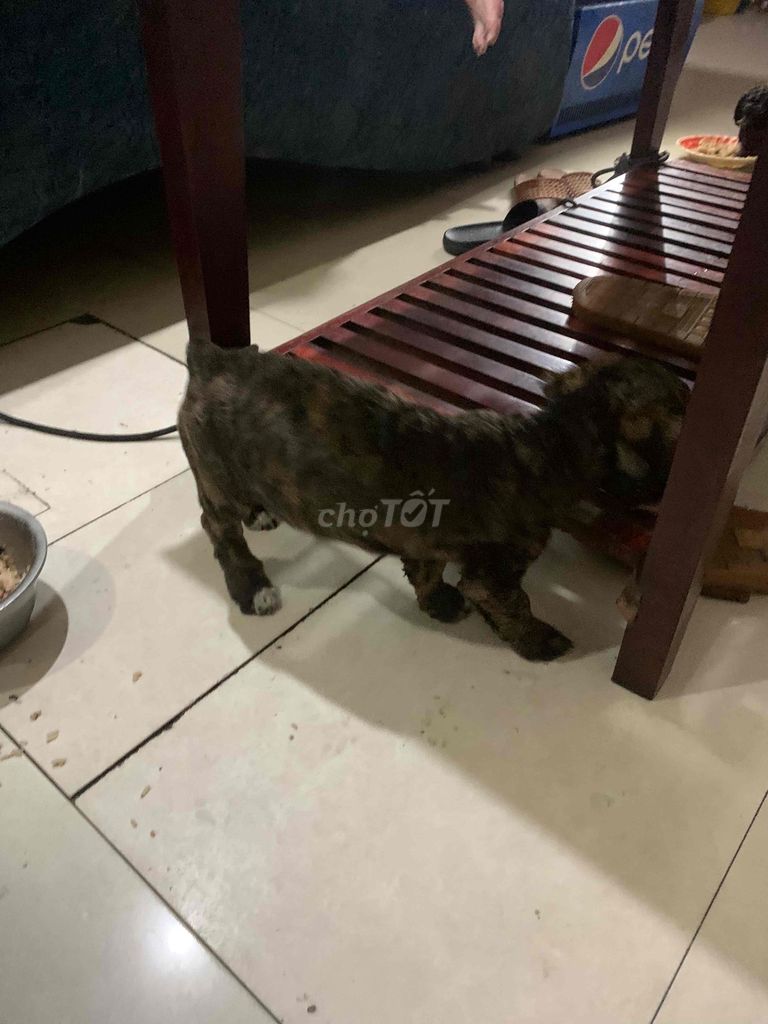 Chó poodle 2tháng tuổi. Mua bán Chó tại Quận Ninh Kiều Cần Thơ được đăng bởi Trần tấn tài hình 1