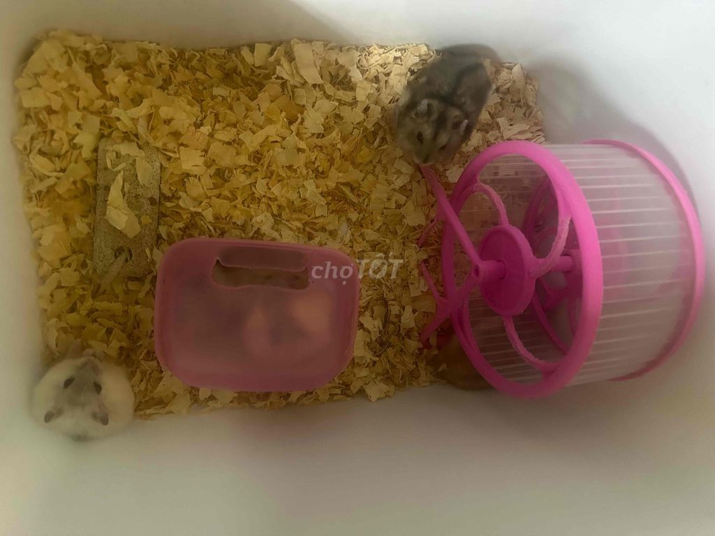 Chuột Hamster. Mua bán Thú cưng khác tại Quận Tân Phú Tp Hồ Chí Minh được đăng bởi Huy hình 1