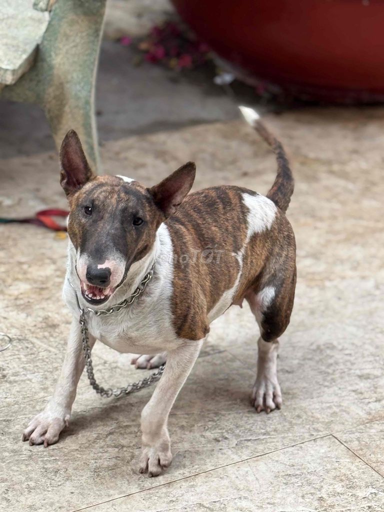Chó Bull Terrier nâu trắng vằn. Mua bán Chó tại Quận Tân Phú Tp Hồ Chí Minh được đăng bởi Đức Trường hình 1