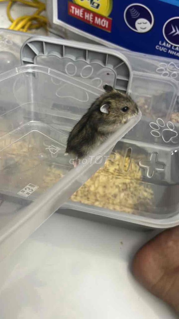 Chuột Hamster Nâu xám. Mua bán Thú cưng khác tại Huyện Thanh Trì Hà Nội được đăng bởi Tên chưa cung cấp hình 1