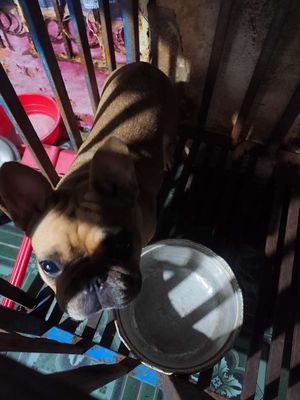 Chó Pug Pháp Nâu