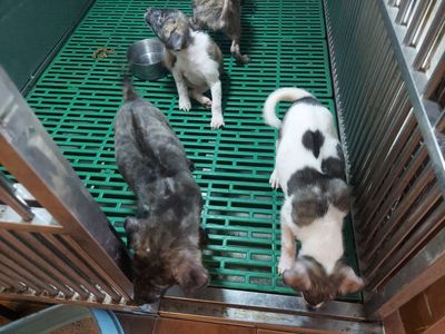tìm chủ mới cho 2 em bẹc giê lai. Mua bán Chó tại Quận Gò Vấp Tp Hồ Chí Minh được đăng bởi thanhthai632005