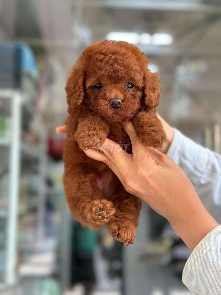 Poodle đủ màu. Mua bán Chó tại Quận Bình Tân Tp Hồ Chí Minh được đăng bởi Thú Cưng Sài Gòn hình 2