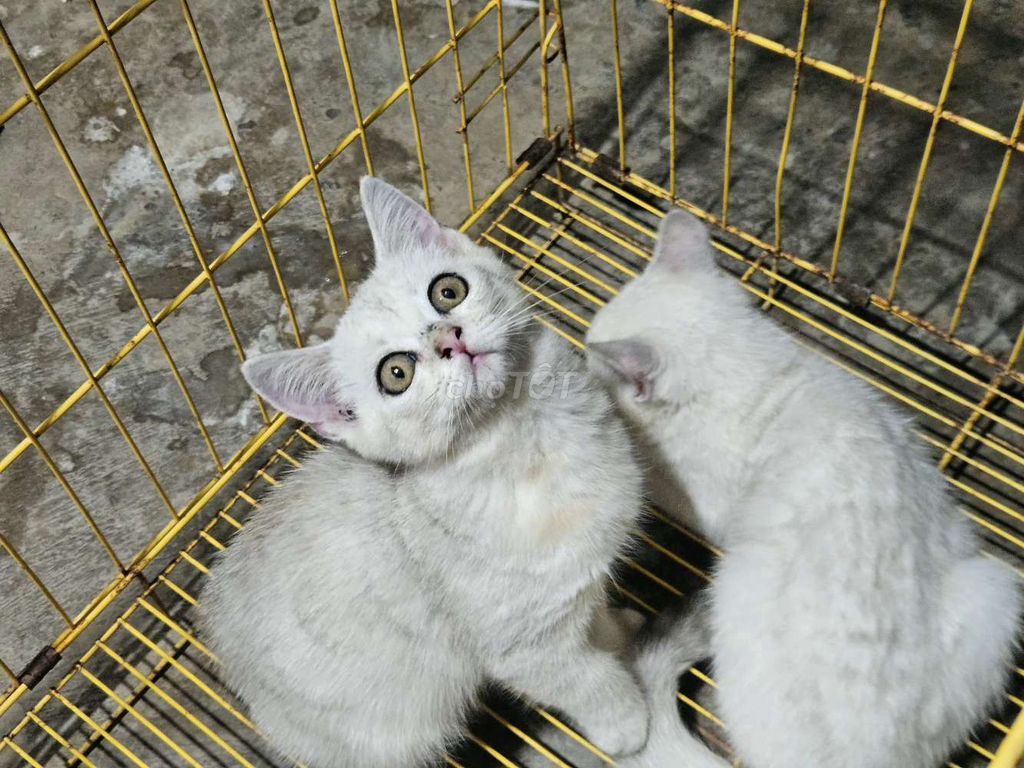 Mèo Anh lông ngắn Cái màu Trắng. Mua bán Mèo tại Thành phố Mỹ Tho Tiền Giang được đăng bởi Đạt Mỹ Tho  hình 1