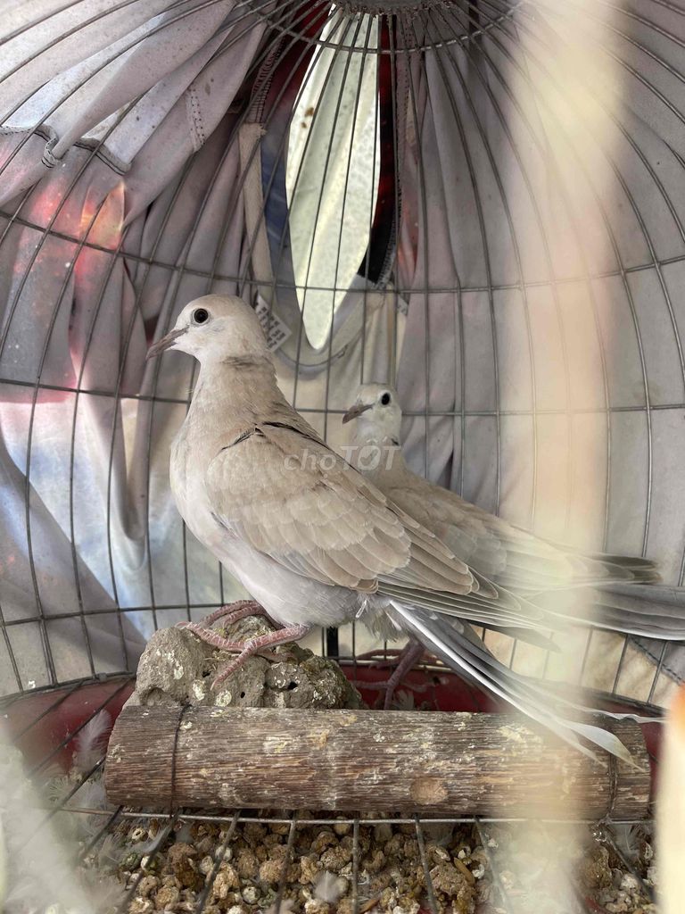 cu pháp. Mua bán Chim tại Huyện Tam Bình Vĩnh Long được đăng bởi zero hình 1