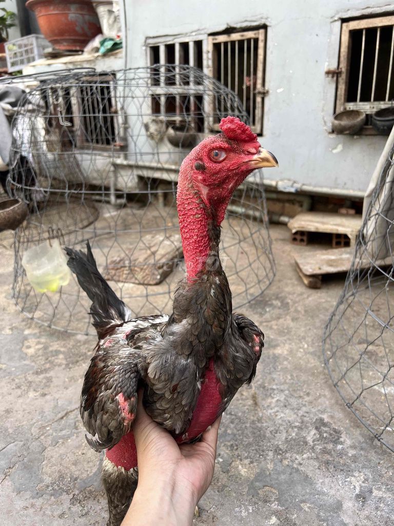 Gà  xám thanh lý. Mua bán Gà tại Huyện Hóc Môn Tp Hồ Chí Minh được đăng bởi Nguyễn Mạnh Đình hình 1