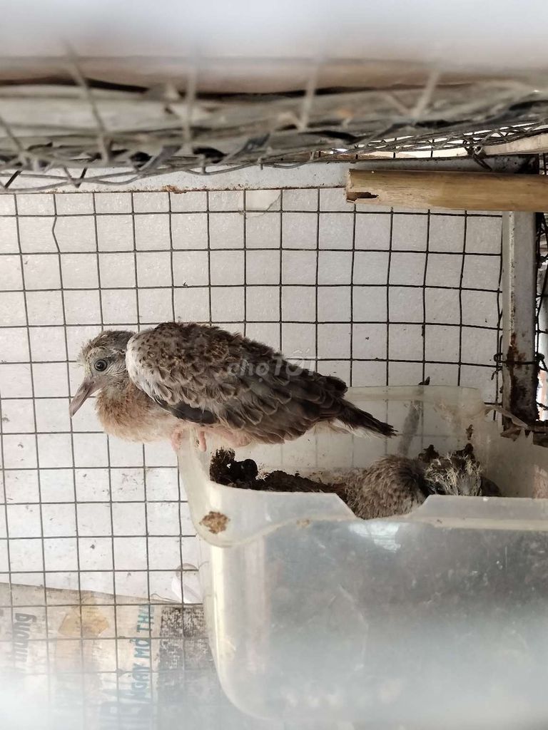 cu gáy non. Mua bán Chim tại Huyện Mỏ Cày Bắc Bến Tre được đăng bởi khang hình 1