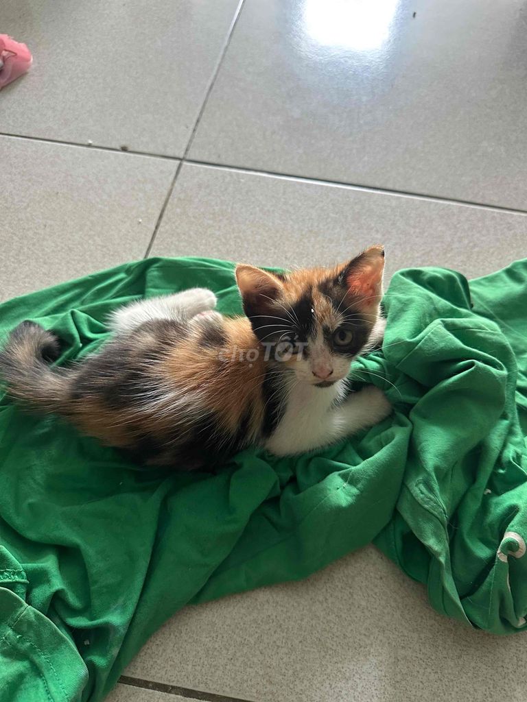 Mèo con đực cái nhiều màu. Mua bán Mèo tại Huyện Hóc Môn Tp Hồ Chí Minh được đăng bởi Nguyen Tuan Trieu hình 1