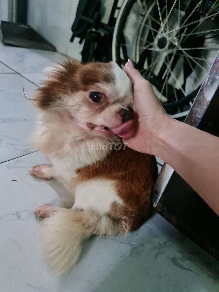 Chihuahua lông dài nhỏ nhắn, dễ gần