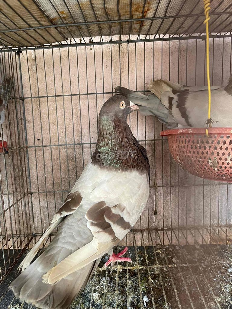 Bộ câu phát màu titan. Mua bán Chim tại Thành phố Biên Hòa Đồng Nai được đăng bởi Khanh hình 1