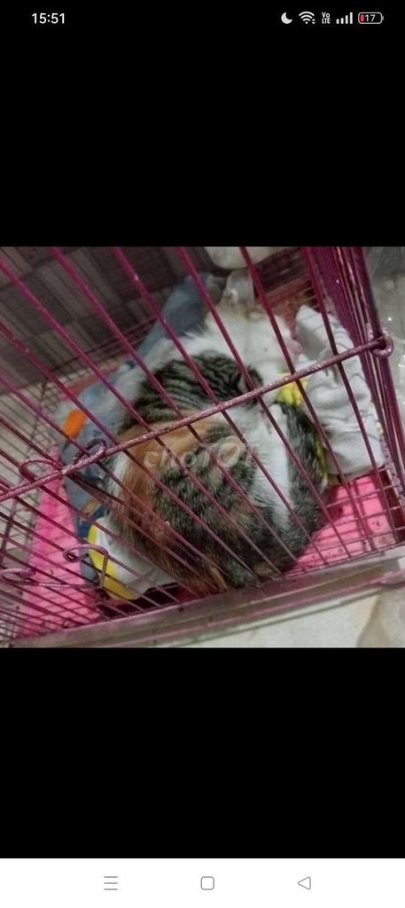 Mèo ta cái 2.5kg đã triệt sản. Mua bán Mèo tại Huyện Quế Võ Bắc Ninh được đăng bởi Sản Trần hình 1