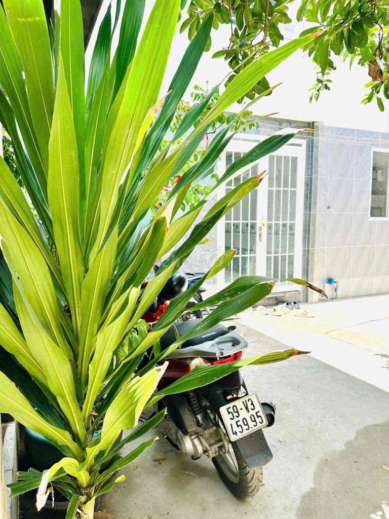 nhà xây mới có hoàn công đối diện trường đh nguyễn tất thành apđ.q12