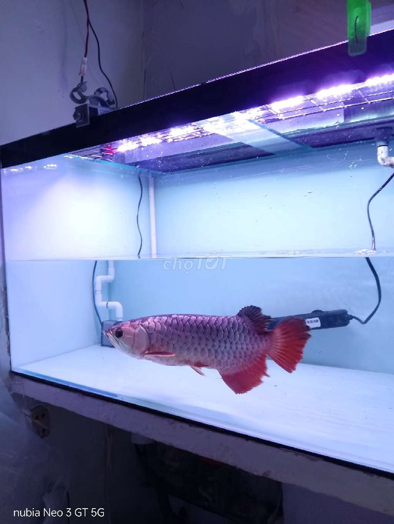 Bối 24k 4so. Mua bán Thú cưng khác tại Quận 6 Tp Hồ Chí Minh được đăng bởi Ken hình 1