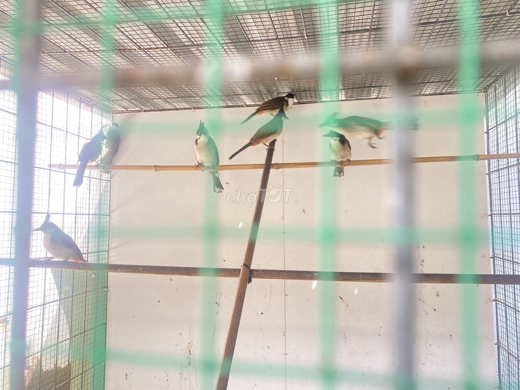 Chim chào mào 8 con. Mua bán Chim tại Quận 12 Tp Hồ Chí Minh được đăng bởi Trung hình 1