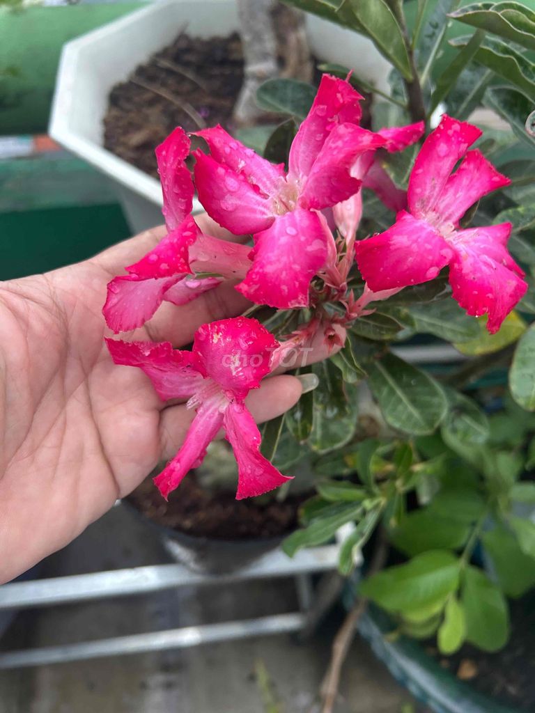 Cây cảnh Sứ hạt nguyên thủy Hồng Sống khỏe mạnh. Mua bán Cây cảnh, đồ trang trí tại Quận 6 Tp Hồ Chí Minh được đăng bởi Gia Vy hình 1