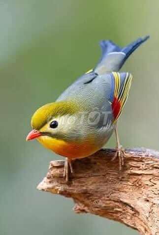 Chim Quế Lâm To Khỏe đẹp. Mua bán Chim tại Quận Hai Bà Trưng Hà Nội được đăng bởi Shop chim cảnh hình 1