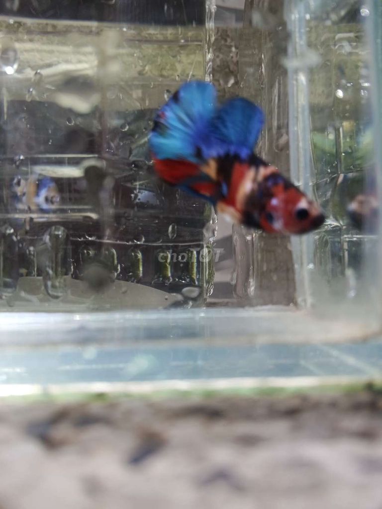 Cá betta. Mua bán Thú cưng khác tại Huyện Trà Ôn Vĩnh Long được đăng bởi Hồng Thúy hình 3