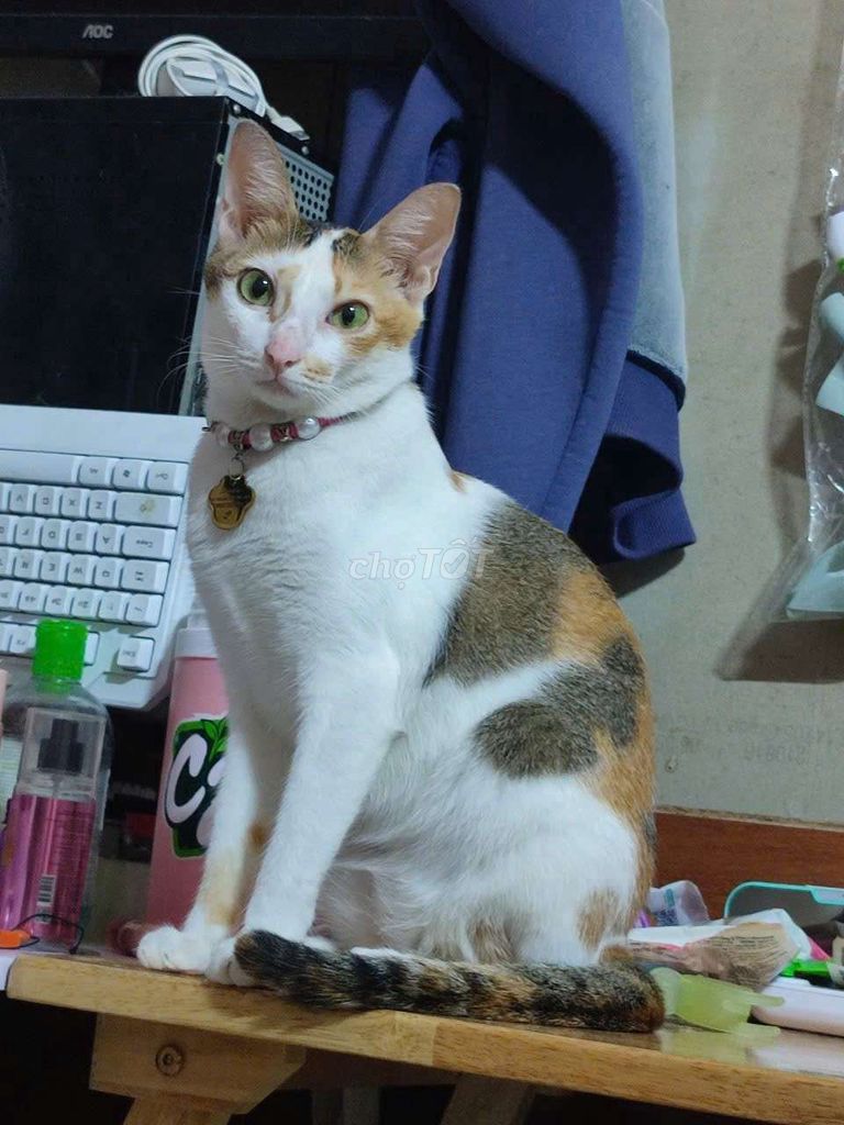 Mèo Tam thể Cái. Mua bán Mèo tại Quận Bình Thạnh Tp Hồ Chí Minh được đăng bởi Lê Thị Thanh Thủy hình 1
